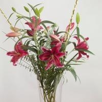 Love your Lilies