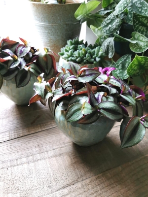 TRADESCANTIA ZEBRINA