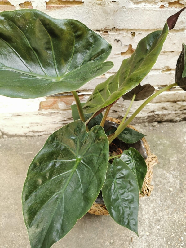 ALLOCASIA