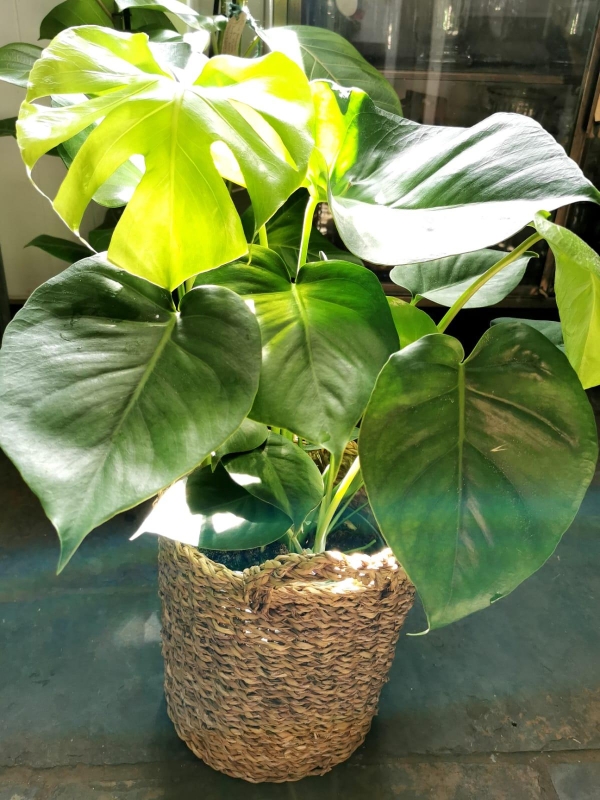 MONSTERA DELICIOSA