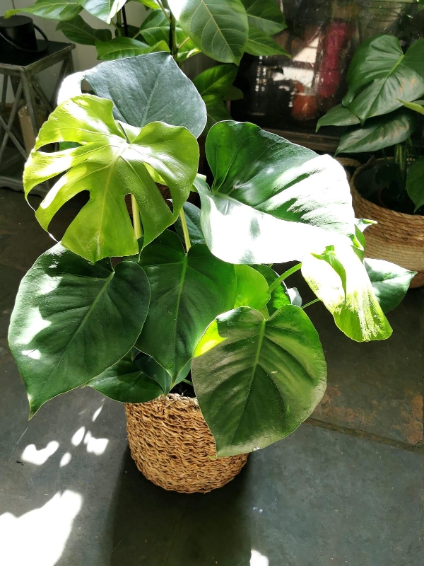 MONSTERA DELICIOSA