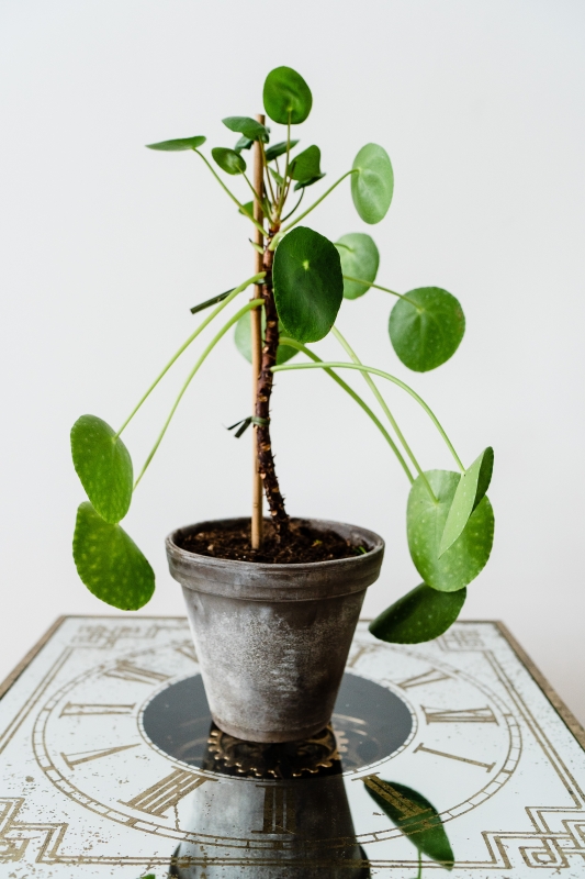 Chinese Money Plant