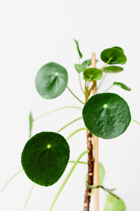Chinese Money Plant