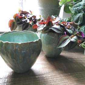 TRADESCANTIA ZEBRINA