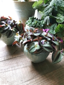 TRADESCANTIA ZEBRINA