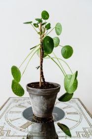 Chinese Money Plant