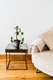 Chinese Money Plant