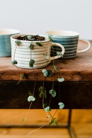 String of Hearts