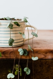 String of Hearts
